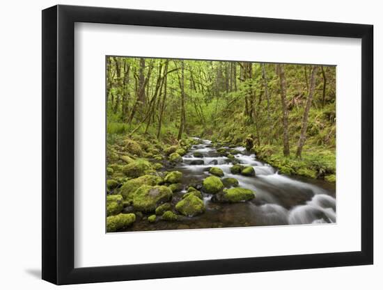 View of Gorton Creek, Columbia River Gorge, Oregon, USA-Jaynes Gallery-Framed Photographic Print