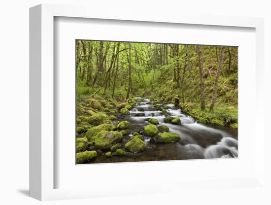 View of Gorton Creek, Columbia River Gorge, Oregon, USA-Jaynes Gallery-Framed Photographic Print