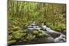 View of Gorton Creek, Columbia River Gorge, Oregon, USA-Jaynes Gallery-Mounted Photographic Print
