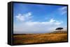 View of grassland habitat and acacia tree, Masai Mara, Kenya, August-Ben Sadd-Framed Stretched Canvas