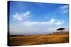 View of grassland habitat and acacia tree, Masai Mara, Kenya, August-Ben Sadd-Stretched Canvas