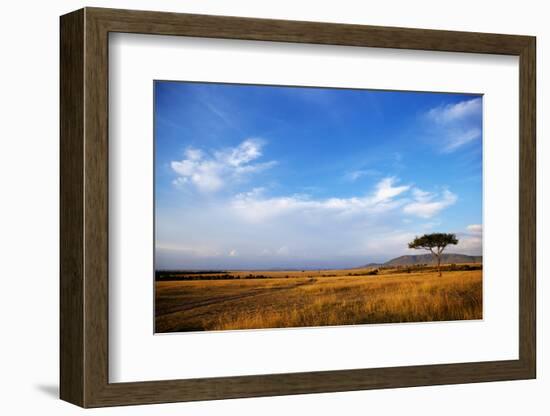 View of grassland habitat and acacia tree, Masai Mara, Kenya, August-Ben Sadd-Framed Photographic Print