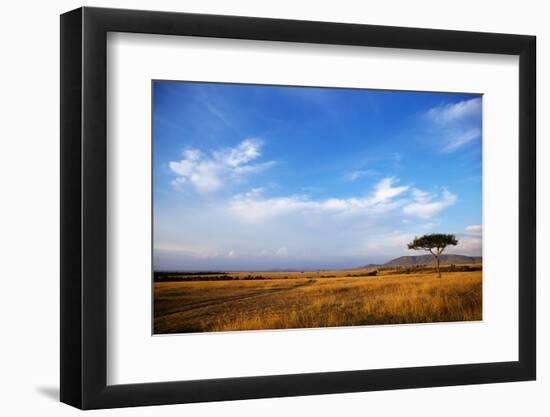 View of grassland habitat and acacia tree, Masai Mara, Kenya, August-Ben Sadd-Framed Photographic Print