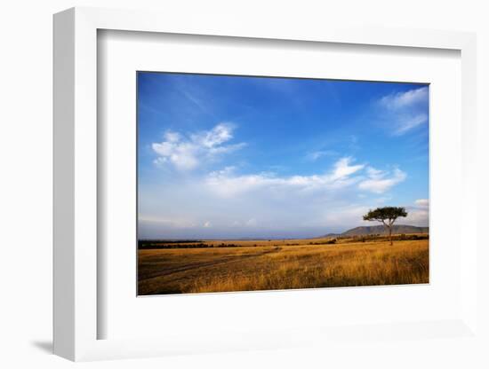 View of grassland habitat and acacia tree, Masai Mara, Kenya, August-Ben Sadd-Framed Photographic Print