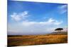 View of grassland habitat and acacia tree, Masai Mara, Kenya, August-Ben Sadd-Mounted Photographic Print