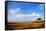 View of grassland habitat and acacia tree, Masai Mara, Kenya, August-Ben Sadd-Framed Stretched Canvas