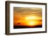 View of grassland habitat and acacia tree silhouetted at sunset, Masai Mara, Kenya, August-Ben Sadd-Framed Premium Photographic Print