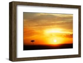 View of grassland habitat and acacia tree silhouetted at sunset, Masai Mara, Kenya, August-Ben Sadd-Framed Premium Photographic Print