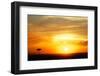 View of grassland habitat and acacia tree silhouetted at sunset, Masai Mara, Kenya, August-Ben Sadd-Framed Premium Photographic Print