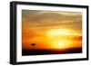 View of grassland habitat and acacia tree silhouetted at sunset, Masai Mara, Kenya, August-Ben Sadd-Framed Photographic Print