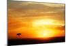 View of grassland habitat and acacia tree silhouetted at sunset, Masai Mara, Kenya, August-Ben Sadd-Mounted Photographic Print