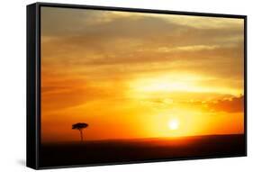 View of grassland habitat and acacia tree silhouetted at sunset, Masai Mara, Kenya, August-Ben Sadd-Framed Stretched Canvas