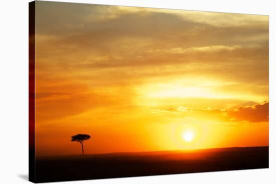 View of grassland habitat and acacia tree silhouetted at sunset, Masai Mara, Kenya, August-Ben Sadd-Stretched Canvas