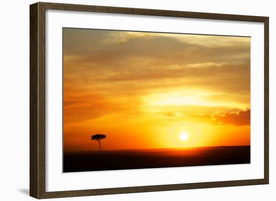 View of grassland habitat and acacia tree silhouetted at sunset, Masai Mara, Kenya, August-Ben Sadd-Framed Photographic Print