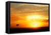 View of grassland habitat and acacia tree silhouetted at sunset, Masai Mara, Kenya, August-Ben Sadd-Framed Stretched Canvas