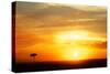 View of grassland habitat and acacia tree silhouetted at sunset, Masai Mara, Kenya, August-Ben Sadd-Stretched Canvas