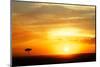 View of grassland habitat and acacia tree silhouetted at sunset, Masai Mara, Kenya, August-Ben Sadd-Mounted Photographic Print