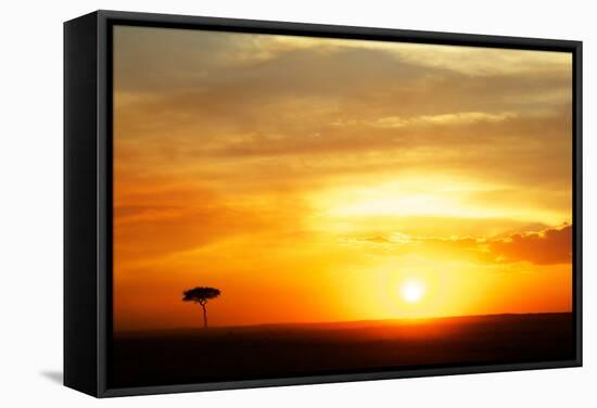 View of grassland habitat and acacia tree silhouetted at sunset, Masai Mara, Kenya, August-Ben Sadd-Framed Stretched Canvas