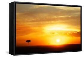 View of grassland habitat and acacia tree silhouetted at sunset, Masai Mara, Kenya, August-Ben Sadd-Framed Stretched Canvas