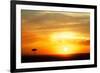 View of grassland habitat and acacia tree silhouetted at sunset, Masai Mara, Kenya, August-Ben Sadd-Framed Photographic Print