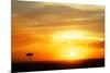 View of grassland habitat and acacia tree silhouetted at sunset, Masai Mara, Kenya, August-Ben Sadd-Mounted Photographic Print