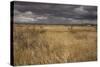 View of grassland habitat and distant mountains, with storm clouds in evening, New Mexico border-Bob Gibbons-Stretched Canvas