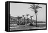 View of Haifa Through Palms-null-Framed Stretched Canvas