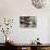 View of Hanging Plants on the Deck of a Floating Home, Sausalito, CA, 1971-Michael Rougier-Photographic Print displayed on a wall