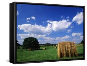 View of Hay Bales in Farm Field, Lexington, Kentucky, USA-Adam Jones-Framed Stretched Canvas
