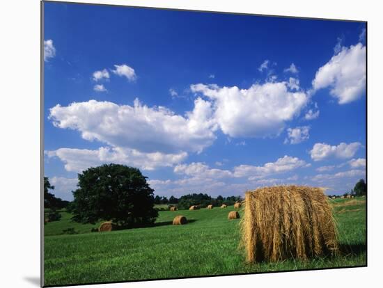 View of Hay Bales in Farm Field, Lexington, Kentucky, USA-Adam Jones-Mounted Photographic Print