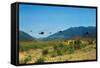 View of Helicopters Landing-null-Framed Stretched Canvas