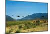 View of Helicopters Landing-null-Mounted Photographic Print