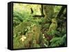 View of Hoh Rainforest, Olympic Peninsula, Olympic National Park, Washington State, USA-Michele Westmorland-Framed Stretched Canvas