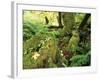 View of Hoh Rainforest, Olympic Peninsula, Olympic National Park, Washington State, USA-Michele Westmorland-Framed Photographic Print