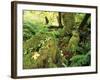 View of Hoh Rainforest, Olympic Peninsula, Olympic National Park, Washington State, USA-Michele Westmorland-Framed Photographic Print