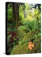 View of Hoh Rainforest, Olympic Peninsula, Olympic National Park, Washington State, USA-Michele Westmorland-Stretched Canvas