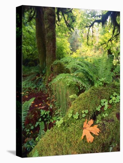 View of Hoh Rainforest, Olympic Peninsula, Olympic National Park, Washington State, USA-Michele Westmorland-Stretched Canvas