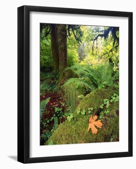 View of Hoh Rainforest, Olympic Peninsula, Olympic National Park, Washington State, USA-Michele Westmorland-Framed Photographic Print