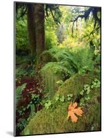 View of Hoh Rainforest, Olympic Peninsula, Olympic National Park, Washington State, USA-Michele Westmorland-Mounted Photographic Print