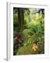 View of Hoh Rainforest, Olympic Peninsula, Olympic National Park, Washington State, USA-Michele Westmorland-Framed Photographic Print