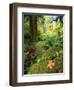 View of Hoh Rainforest, Olympic Peninsula, Olympic National Park, Washington State, USA-Michele Westmorland-Framed Photographic Print