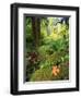 View of Hoh Rainforest, Olympic Peninsula, Olympic National Park, Washington State, USA-Michele Westmorland-Framed Photographic Print