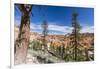 View of hoodoo formations from the Fairyland Trail in Bryce Canyon National Park, Utah, United Stat-Michael Nolan-Framed Photographic Print