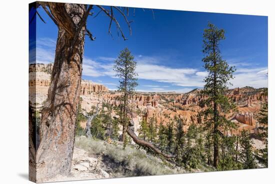 View of hoodoo formations from the Fairyland Trail in Bryce Canyon National Park, Utah, United Stat-Michael Nolan-Stretched Canvas