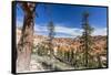 View of hoodoo formations from the Fairyland Trail in Bryce Canyon National Park, Utah, United Stat-Michael Nolan-Framed Stretched Canvas