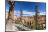 View of hoodoo formations from the Fairyland Trail in Bryce Canyon National Park, Utah, United Stat-Michael Nolan-Mounted Photographic Print