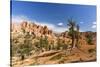 View of hoodoo formations from the Fairyland Trail in Bryce Canyon National Park, Utah, United Stat-Michael Nolan-Stretched Canvas