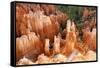 View of hoodoos and cliffs at dawn, rock erosion in natural amphitheatre, Bryce Canyon-Martin Withers-Framed Stretched Canvas