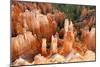 View of hoodoos and cliffs at dawn, rock erosion in natural amphitheatre, Bryce Canyon-Martin Withers-Mounted Photographic Print