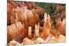 View of hoodoos and cliffs at dawn, rock erosion in natural amphitheatre, Bryce Canyon-Martin Withers-Mounted Photographic Print